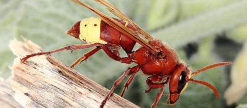 Esemplare di Vespa Orientalis, trovata in Siclia.