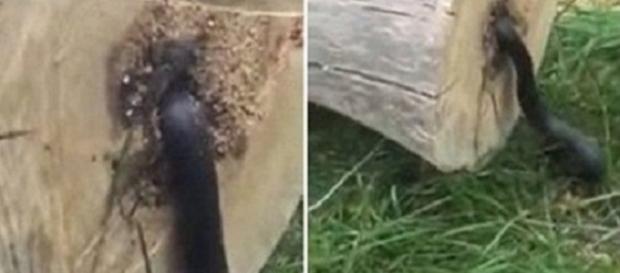 Homem encontrou criatura estranha saindo de dentro do tronco. Homem encontrou criatura estranha saindo de dentro do tronco.