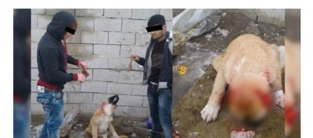 Quelle: Facebook - Türken schneiden Hund die Ohren ab Quelle: Facebook - Türken schneiden Hund die Ohren ab
