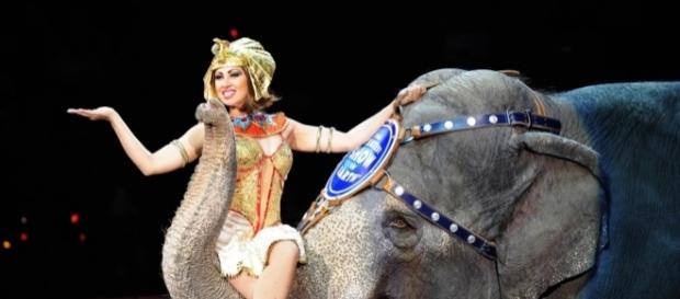Ringling Bros. circus will close after final May shows | 89.3 KPCC - scpr.org Ringling Bros. circus will close after final May shows | 89.3 KPCC - scpr.org