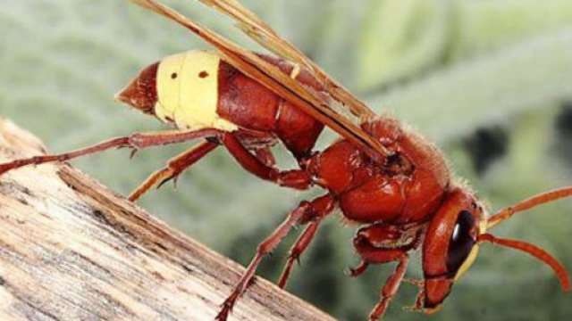 Esemplare di Vespa Orientalis, trovata in Siclia.