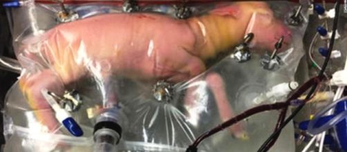 Hope for Preemies as Artificial Womb Helps Tiny Lambs Grow U.S. ... - newsjs.com