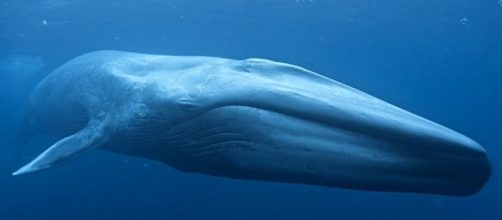 The majestic mammal after which Blue Whale game series is formed (picture via chrisbrecheen.com)