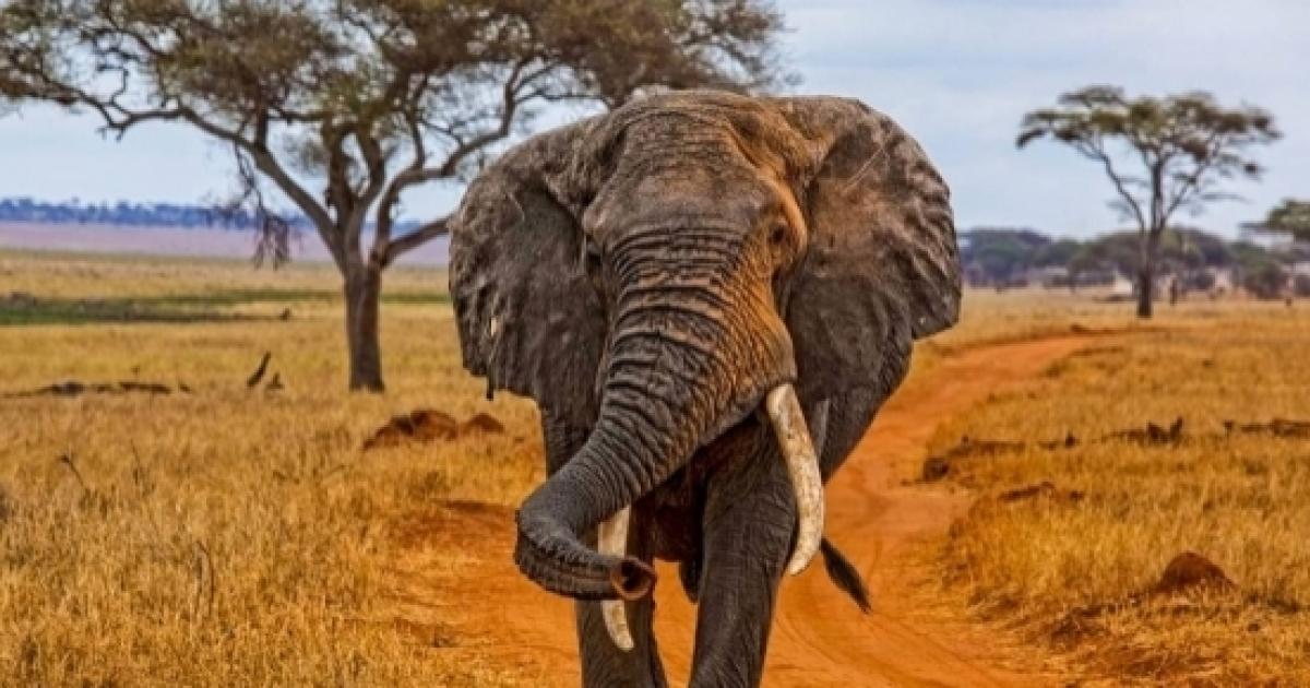 Endangered species: the African Elephant