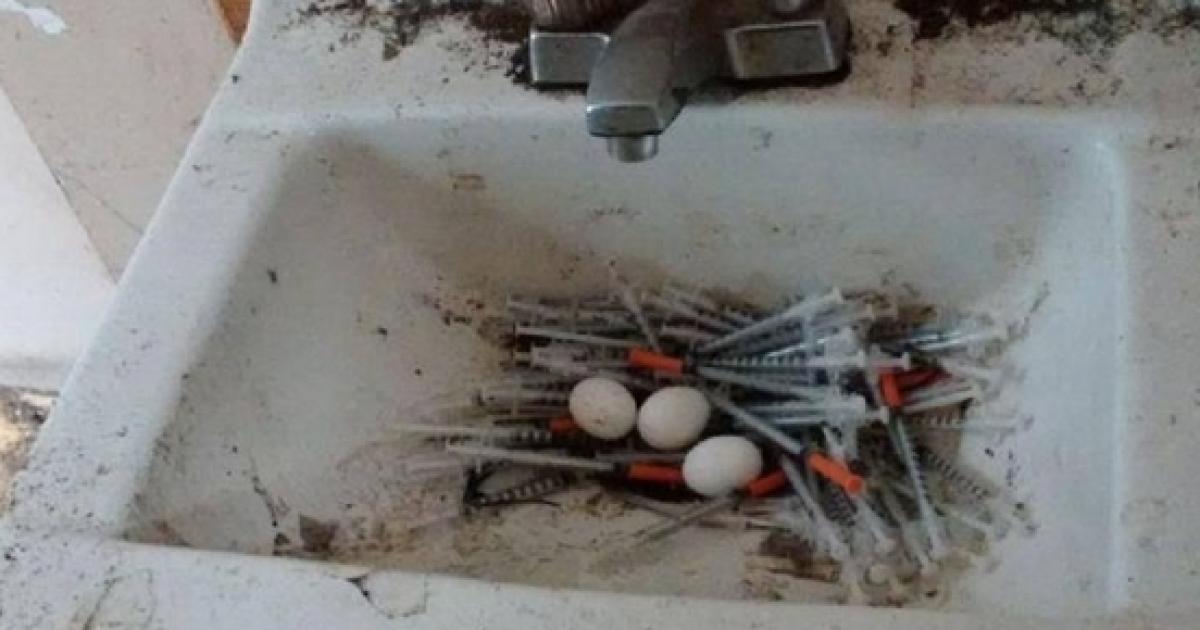 Vancouver Police Post Image Of Pigeons Nest Made From Used Hypodermic