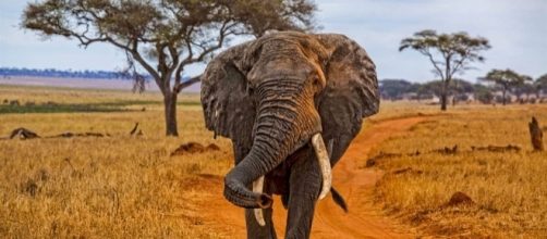 African bush elephant in the Savannah--Noel Feans Wikimedia Commons