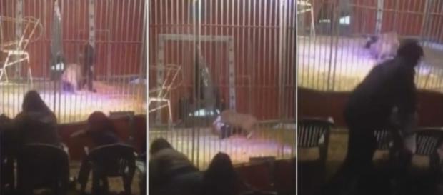 Un leu a sărit la gâtul dresorului în timpul reprezentaţiei - VIDEO ŞOCANT Un leu a sărit la gâtul dresorului în timpul reprezentaţiei - VIDEO ŞOCANT