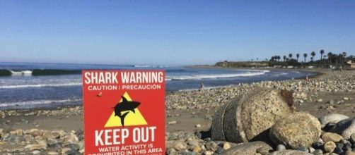California shark attacks: Here's why they're on the rise - San ... - mysanantonio.com