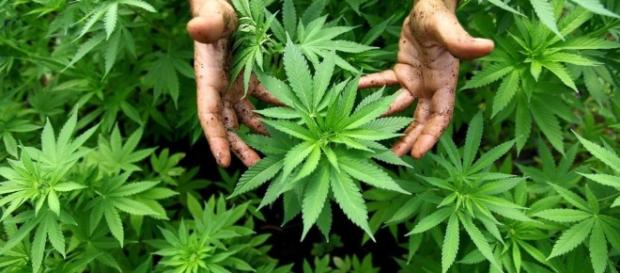 Cannabis is a consumer product – that's how it should be regulated ... - adamsmith.org Cannabis is a consumer product – that's how it should be regulated ... - adamsmith.org