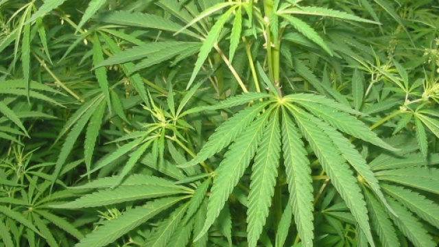 Il Thc, principio attivo della cannabis, distrugge i giovani cervelli ma aiuta quelli vecchi