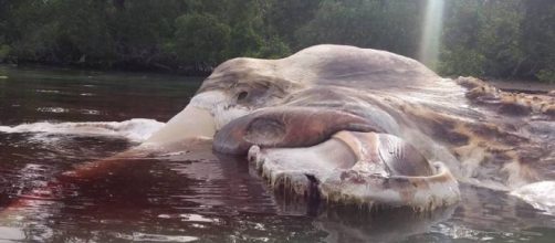 Mystery Sea Creature Washes Up In Indonesia, Turns Water Red - all-that-is-interesting.com