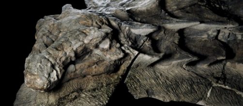 Rare as winning the lottery: New dinosaur fossil so well-preserved ... - democraticunderground.com