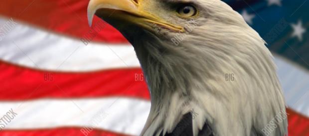 An international bird of prey? An international bird of prey?