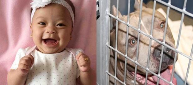 Criança de 6 meses foi morta por cachorro pitbull Criança de 6 meses foi morta por cachorro pitbull