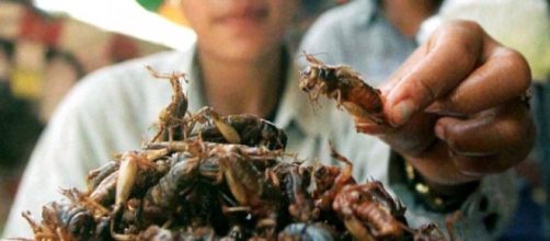 Eating insects is something that is done all over.