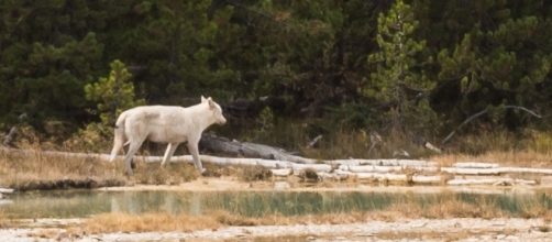 Photo of white wolf in Yellowstone via Flickr by Nathan Adams/CC BY-NC-ND 2.0