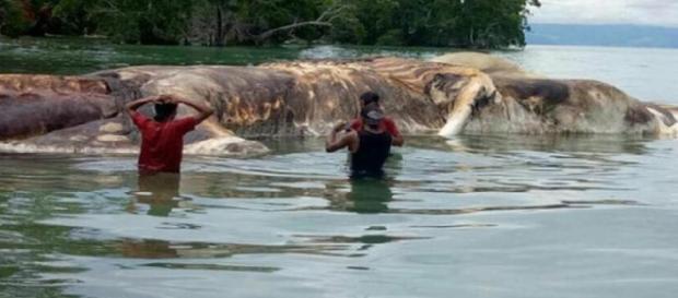 Ser enorme aparece em praia na Indonésia Ser enorme aparece em praia na Indonésia