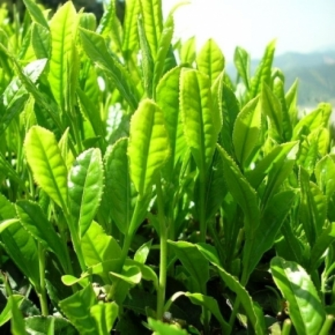Green tea leaves (Wikimedia Commons)