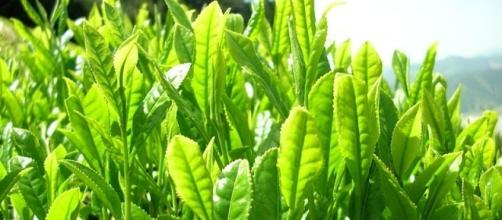 Green tea leaves (Wikimedia Commons)