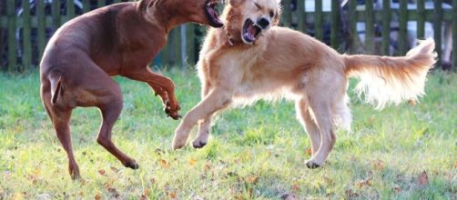 How to Safely Break Up a Dog Fight - thespruce.com