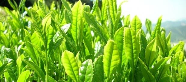 Green tea leaves (Wikimedia Commons) Green tea leaves (Wikimedia Commons)