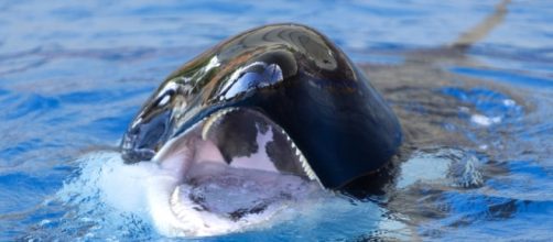 Cetaceans World – Informazioni, opinioni e molto altro sulle ... - wordpress.com