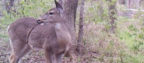 Deer caught feasting on human remains for the first time in ... - thesun.co.uk