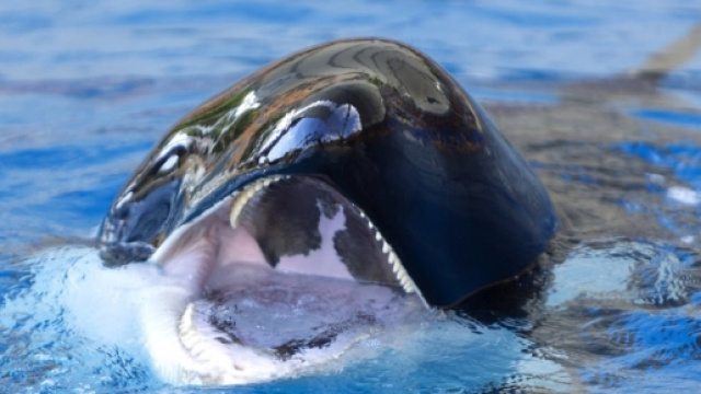Cetaceans World &ndash; Informazioni, opinioni e molto altro sulle ... - wordpress.com
