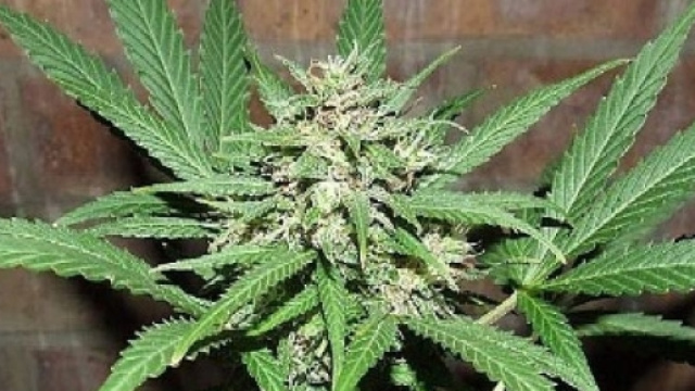 Marijuana a basso tasso di Thc &egrave; legale