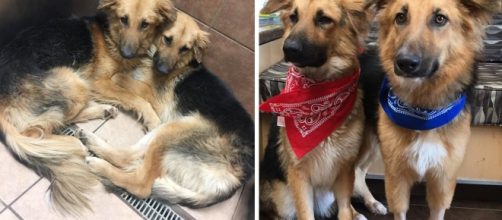2 dogs were abandoned and refused to let go of each other - now ... - newsner.com