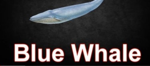 Balena blu, il folle gioco dei suicidi tra giovani