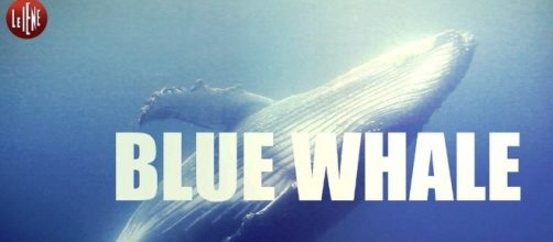 Blue Whale, cos'è e come funziona il gioco della morte