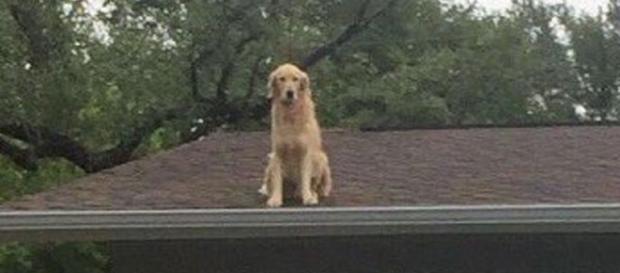Família é acusada de maltratar esse cachorro que vivia no telhado. Então a verdade veio à tona Família é acusada de maltratar esse cachorro que vivia no telhado. Então a verdade veio à tona