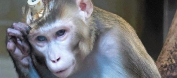 Tierversuche am MPI - tagblatt.de Tierversuche am MPI - tagblatt.de