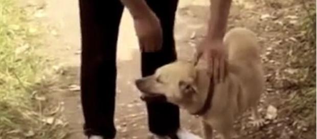 Cachorro sentiu o cheiro do recém-nascido Cachorro sentiu o cheiro do recém-nascido