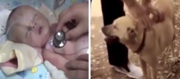 Cão salva bebê enterrado vivo na China Cão salva bebê enterrado vivo na China