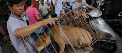 Taiwán prohíbe el consumo de carne de perro y gato | Blog Mundo ... - elpais.com