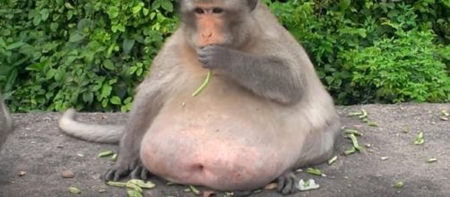 La scimmia obesa di Bangkok: 'Uncle Fat' a dieta