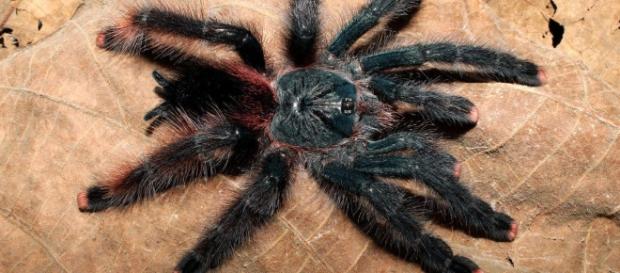 Aranhas comendo pássaros? Isso é o que foi descoberto por alguns pesquisadores Aranhas comendo pássaros? Isso é o que foi descoberto por alguns pesquisadores