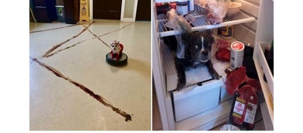 Pets, quando deixados sozinhos em casa, fazem arte Pets, quando deixados sozinhos em casa, fazem arte