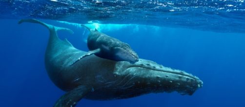 Humpback Whales” cruise the deep blue in 4K | HamptonRoads.com ... - hamptonroads.com