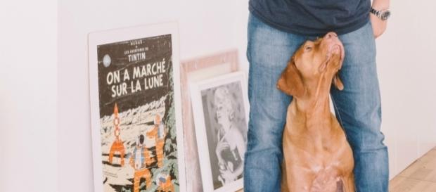 Alternativas geniales para el cuidado de mascotas en vacaciones. Fuente foto: unsplash. Alternativas geniales para el cuidado de mascotas en vacaciones. Fuente foto: unsplash.
