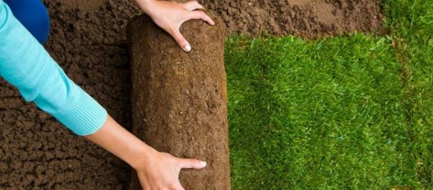 Das Wichtigste was du über Rasen wissen muss, damit dein Nachbar ... - garten-janzen.de Das Wichtigste was du über Rasen wissen muss, damit dein Nachbar ... - garten-janzen.de