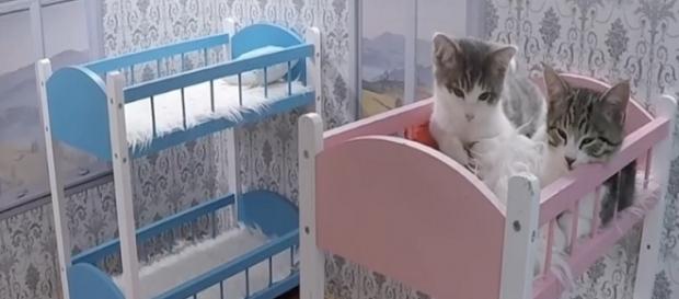 Keeping Up With The Kattarshians' Combines Internet's Greatest ... - designtimes.com Keeping Up With The Kattarshians' Combines Internet's Greatest ... - designtimes.com