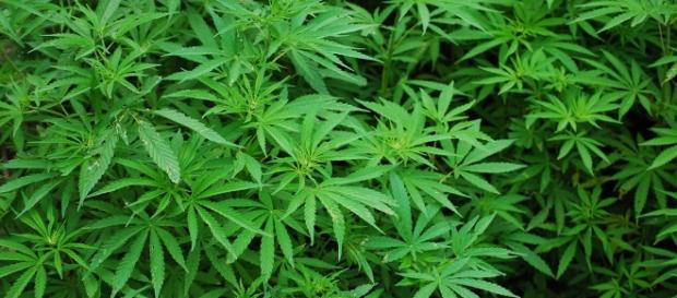 Research Uncovers Prehistoric Use of Cannabis - newhistorian.com Research Uncovers Prehistoric Use of Cannabis - newhistorian.com