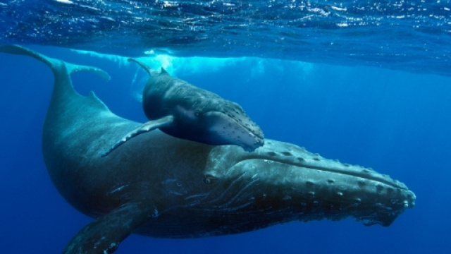 Humpback Whales” cruise the deep blue in 4K | HamptonRoads.com ... - hamptonroads.com