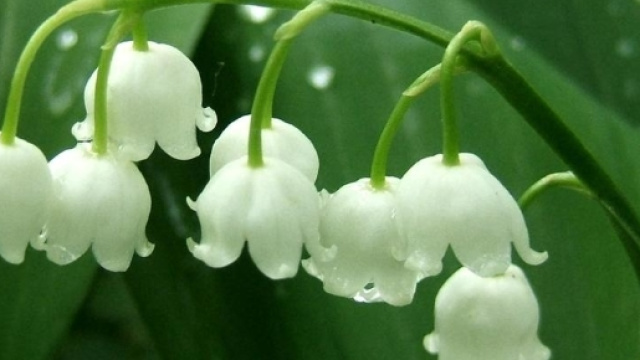 L'Auvergne Vue par Papou Poustache - Auvergne une région ... - cpauvergne.com