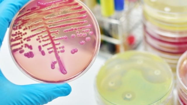 Super fungo resistente ai farmaci