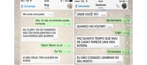 As conversas que os cachorros teriam com seus donos no WhatsApp As conversas que os cachorros teriam com seus donos no WhatsApp