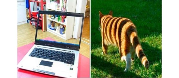 Imagens que confundem a cabeça das pessoas Imagens que confundem a cabeça das pessoas